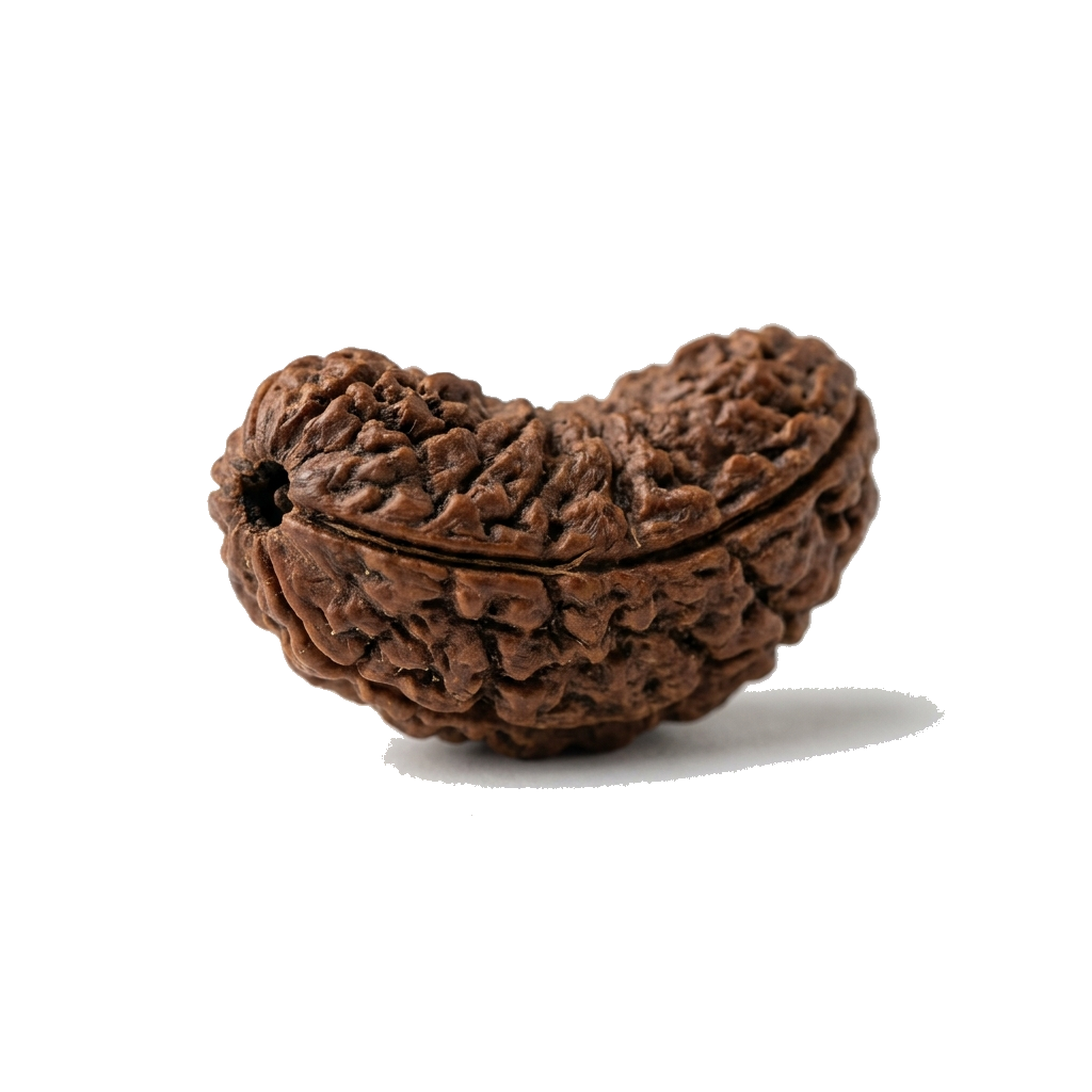 1 मुखी रुद्राक्ष