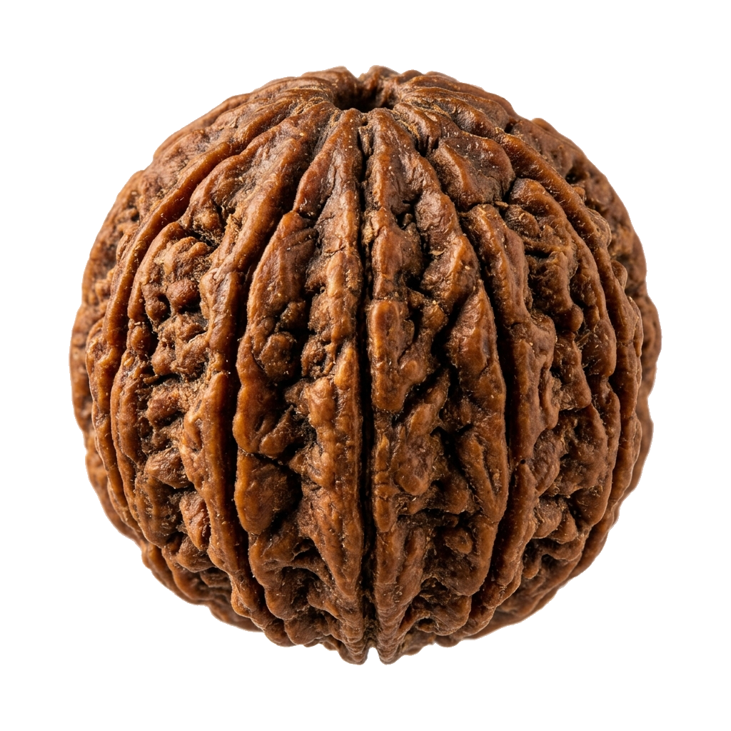 11 मुखी रुद्राक्ष