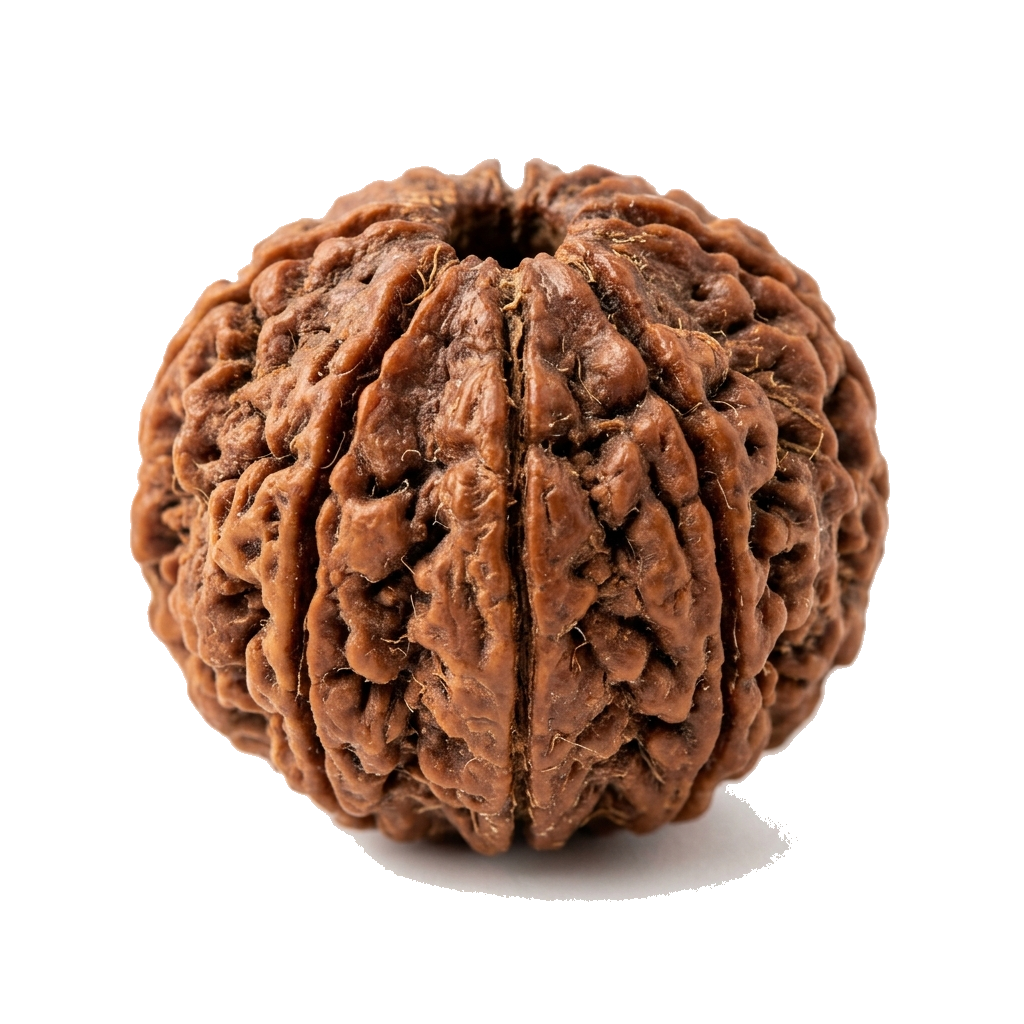 5 मुखी रुद्राक्ष