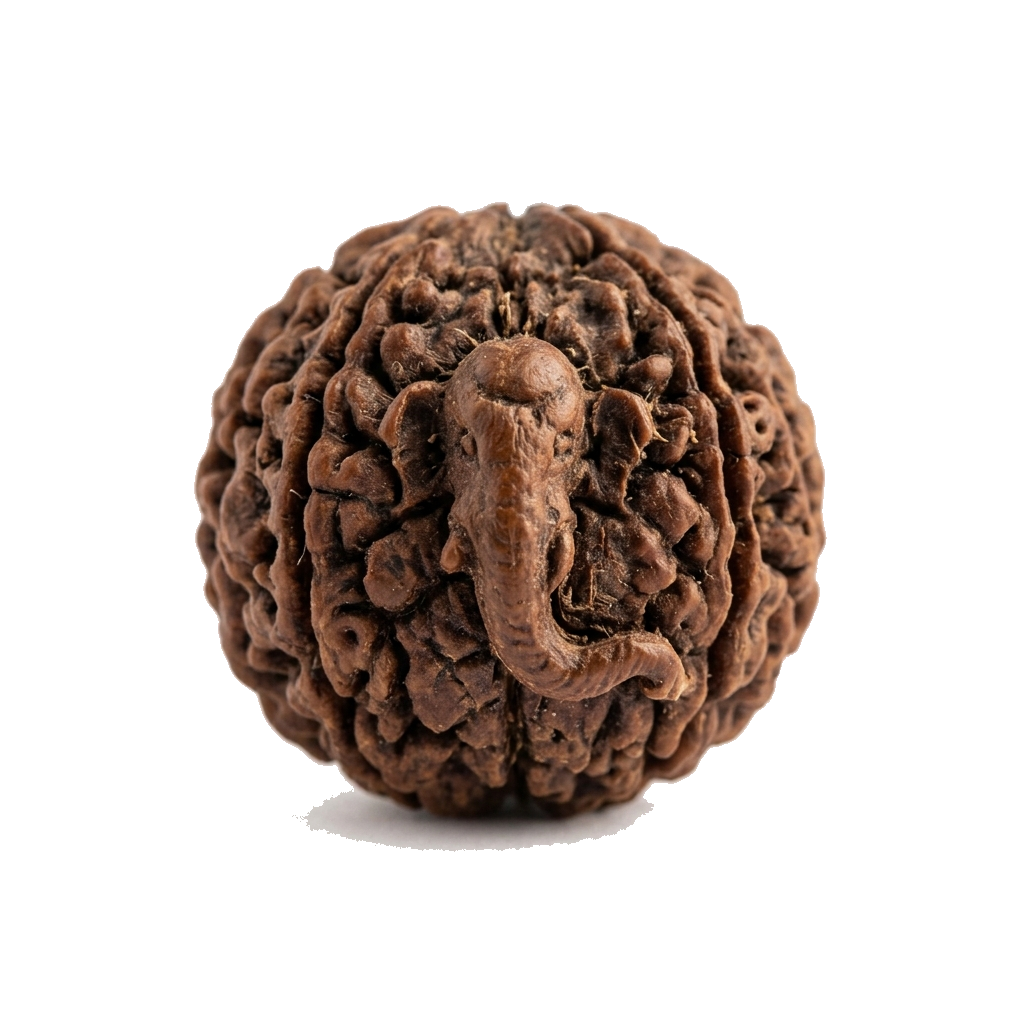 गणेश रुद्राक्ष